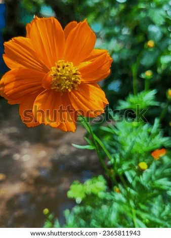 Manga nari or Cosmos sulphureus is a species of flowering plant in the sunflower family Asteraceae, also known as sulfur cosmos and yellow cosmos is under direct sunlight