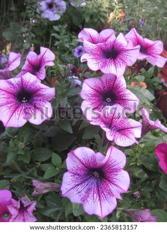 macro photo with a decorative floral background of pink flowers of a herbaceous petunia plant for garden landscape design as a source for prints, posters, wallpaper, advertising, decor, decoration