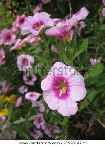 macro photo with a decorative floral background of pink flowers of a herbaceous petunia plant for garden landscape design as a source for prints, posters, wallpaper, advertising, decor, decoration