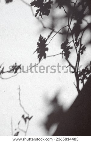 Close-up of the shadow of the leaves of a bush on a wall