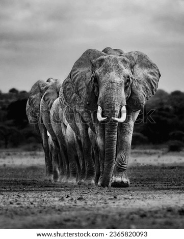 elephant animal nature mammal jungle Royalty-Free Stock Photo #2365820093