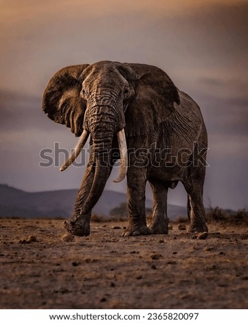 elephant animal nature mammal jungle