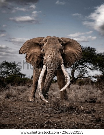 elephant animal nature mammal jungle