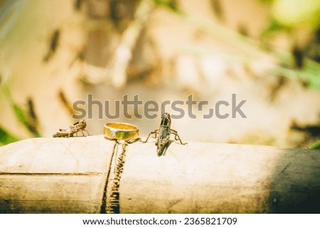 The picture of grasshopper and diamond ring ,grasshoppers are as valuable as diamond rings.