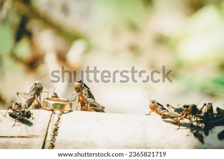 The picture of grasshopper and diamond ring ,grasshoppers are as valuable as diamond rings.