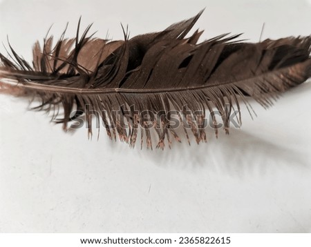 Chicken feathers, for cat toys, slightly wet with water,brownish black, white background.