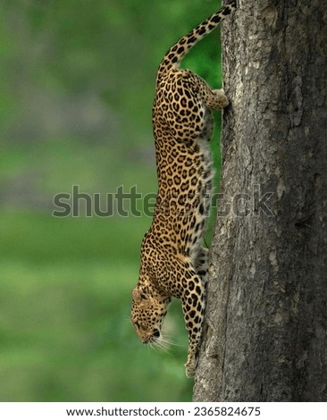 leopard cheetah black panther wild dangerous animals