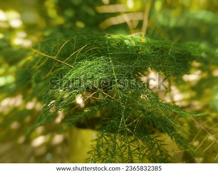 Asparagus fern leaf plant at kerala Royalty-Free Stock Photo #2365832385