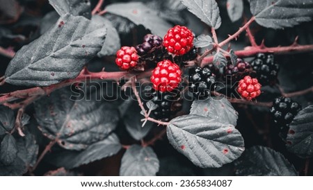 A closeup shot of ripe blackberries hanging on a bramble bush. These luscious fruits are not only delicious but also represent the wild beauty of the forest.