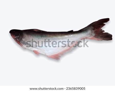 Basa fish or behki fish, isolated on white background