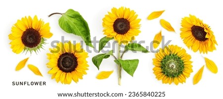 Yellow sunflower flower with leaves collection isolated on white background. Flowers in summer garden. Creative layout. Design element. Top view, flat lay 
