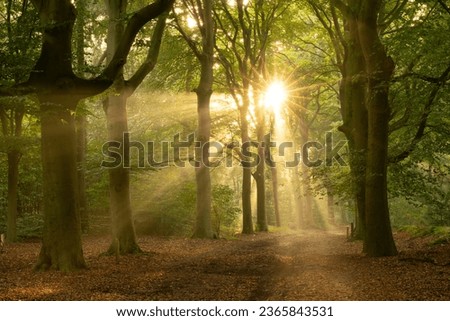sunbeams through the trees on a forest path during sunrise in the Cape Forests on the Utrechtse Heuvelrug near the village of Doorn in the province of Utrecht, Netherlands Royalty-Free Stock Photo #2365843531