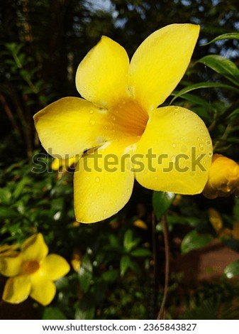 Close up image of allamanda cathartic flower