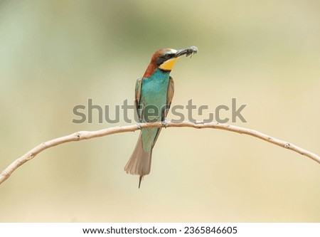 European bee-eater after hunting an insect