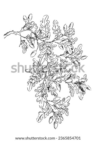 Oak tree branch with acorns isolated on white, sketched in ink Royalty-Free Stock Photo #2365854701