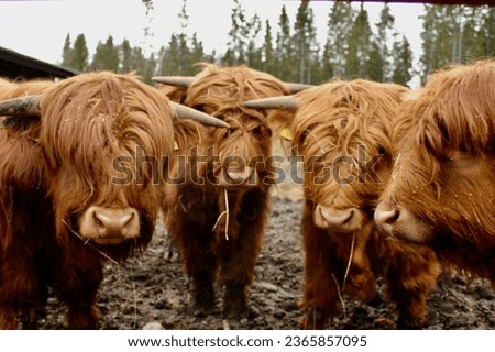 Four highland cows in the picture. Our furry friends. Farm life.