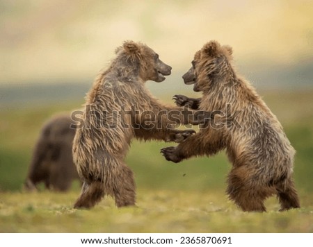Black brown bear grizzly wild dangerous animals 