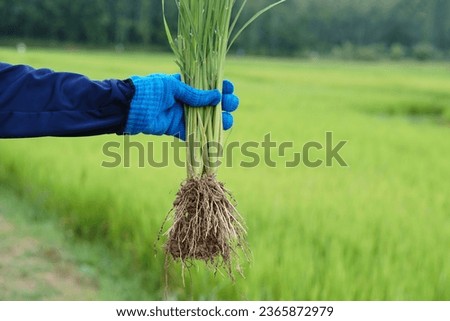Close up farmer hand holds rice plants with roots to inspect growth and plant diseases. Concept, taking care of agriculture crops. Analysis and inspect  progress of growing.                            Royalty-Free Stock Photo #2365872979