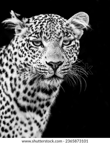 Black and white portrait picture for leopard in Maasai Mara