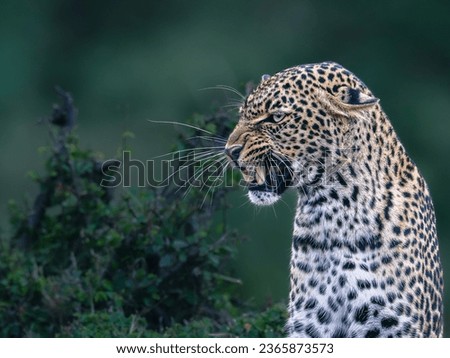 Picture in Maasai Mara for leopard with angry face