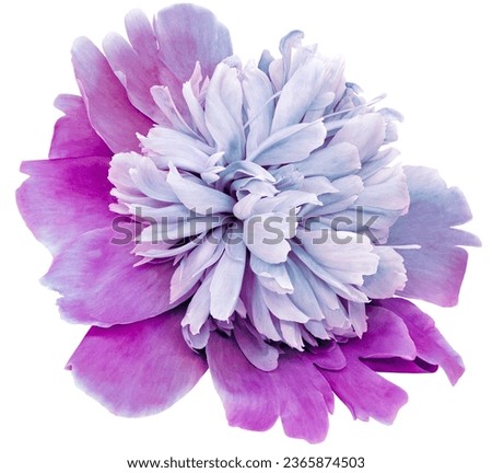 Blue-purple  peony flower  on white isolated background with clipping path. Closeup. For design. Nature.