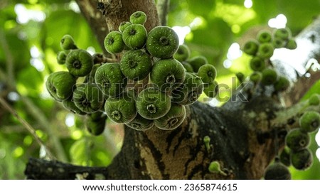 FICUS FRUIT Stock Photos and Images Avopix com FICUS FRUIT Stock Photos and Images Avopix com