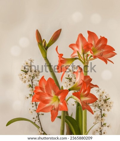 Blooming orange and white Amaryllis (Hippeastrum)  Colibri Group  "Mini Star"  and   branch of cherry on a gray background. Spring background for calendar banner.  Place for text.