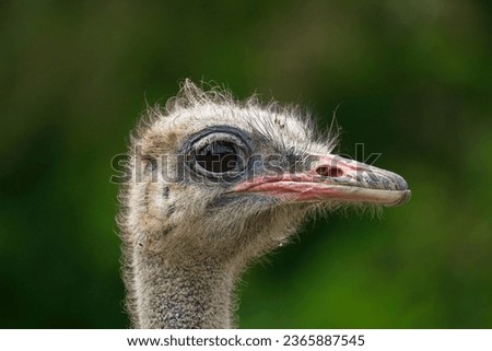 Ostrich head, high resolution image