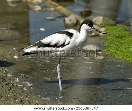 Avocet bird, high resolution image
