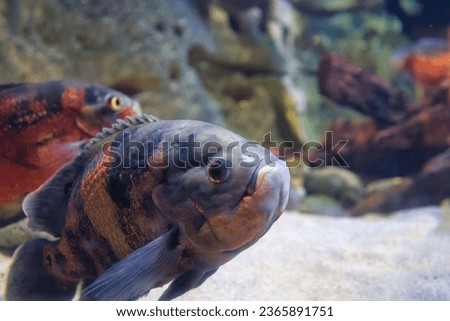 Paris Aquarium, France, The oscar is a species of fish from the cichlid family known under a variety of common names, including tiger oscar, velvet cichlid, and marble cichlid