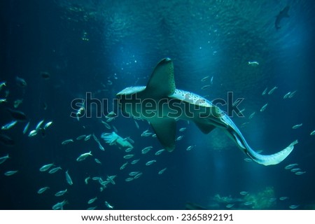 Paris aquarium, The zebra shark is a species of carpet shark and the sole member of the family Stegostomatidae. It is found throughout the tropical Indo-Pacific, frequenting coral reefs and sandy flat