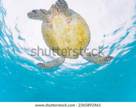 A large green sea turtle swimming leisurely on a beautiful white beach

Ama Beach, Zamami Island, Zamami Vil., Shimajiri, Okinawa, Japan.
Photo Taken November 25, 2022.
In underwater photography.
