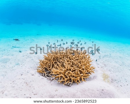 Schools of beautiful Whitetail dascyllus and others living in the lovely coral on the beautiful white sand beach.

Ama Beach, Zamami Island, Zamami Vil., Shimajiri, Okinawa, Japan.
Photo Taken Novembe