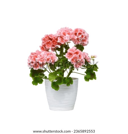 pink geranium in a planter on a white background Royalty-Free Stock Photo #2365892553