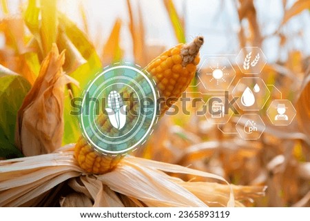 Efficient corn cultivation ,corn crop cultivated field with smart farming interface icons. Smart and new technology for agriculture, GMO science in corn field concept. Royalty-Free Stock Photo #2365893119