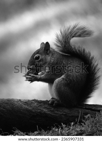 Squirrel enjoying an acorn at the Meramac Springs Park, MO. 