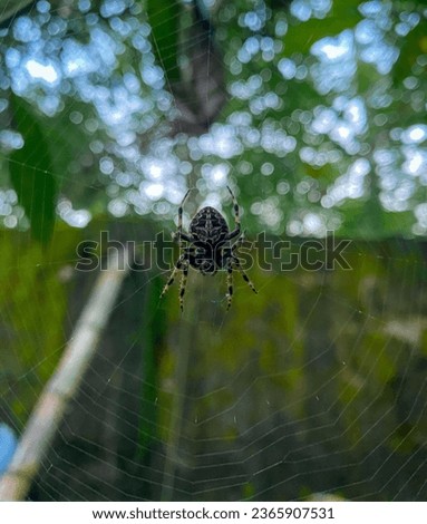 The finishing stage of a spiderweb.
