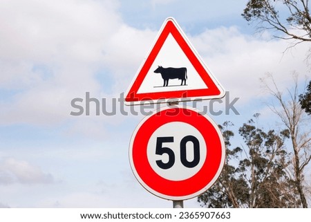 Tunisian road signs, Beware of cows on the roadway and the speed limit is 50 km per hour.