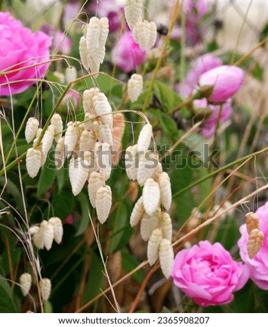 daylight photography of a close-up of the wild briza maxima plant surrounded by roses and green leaves in an out of focus background Royalty-Free Stock Photo #2365908207