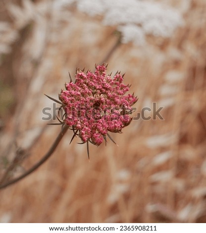 details of the flowering of the daucus carota or wild carrot plant in the field surrounded by wild oats with out of focus background Royalty-Free Stock Photo #2365908211