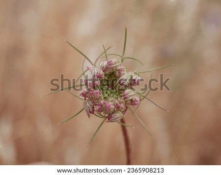 details of the flowering of the daucus carota or wild carrot plant in the field surrounded by wild oats with out of focus background Royalty-Free Stock Photo #2365908213