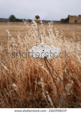 details of the flowering of the daucus carota or wild carrot plant in the field surrounded by wild oats with out of focus background Royalty-Free Stock Photo #2365908219
