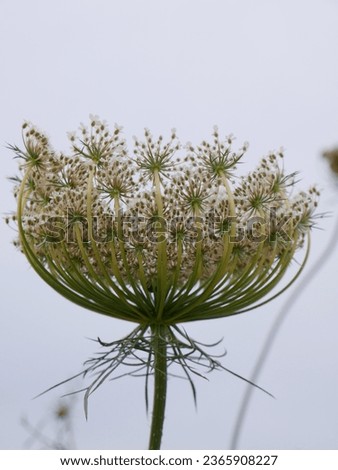 details of the flowering of the daucus carota or wild carrot plant in the field surrounded by wild oats with out of focus background Royalty-Free Stock Photo #2365908227