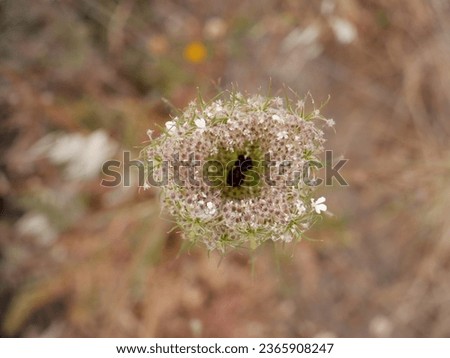 details of the flowering of the daucus carota or wild carrot plant in the field surrounded by wild oats with out of focus background Royalty-Free Stock Photo #2365908247