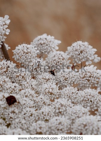details of the flowering of the daucus carota or wild carrot plant in the field surrounded by wild oats with out of focus background Royalty-Free Stock Photo #2365908251