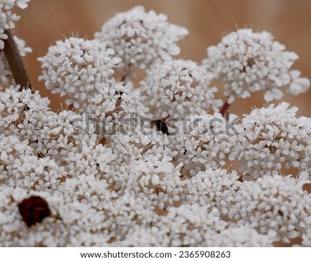 details of the flowering of the daucus carota or wild carrot plant in the field surrounded by wild oats with out of focus background Royalty-Free Stock Photo #2365908263