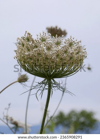 details of the flowering of the daucus carota or wild carrot plant in the field surrounded by wild oats with out of focus background Royalty-Free Stock Photo #2365908291