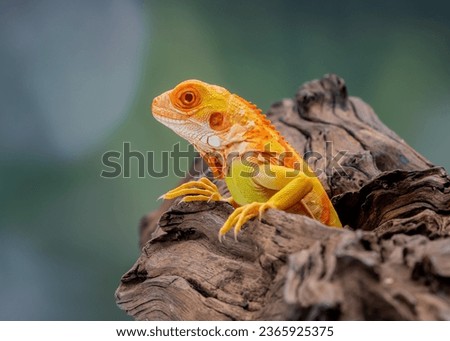 Iguanas are a type of lizard in the genus Iguana that lives in tropical areas of Central and South America and the Caribbean., closeup of a yellow iguana Royalty-Free Stock Photo #2365925375