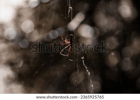 Spider. Silhouette of a spider in a web on a blurred natural background. Focus on a specific point.