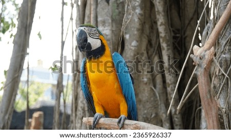 photo of a parrot with colorful feathers